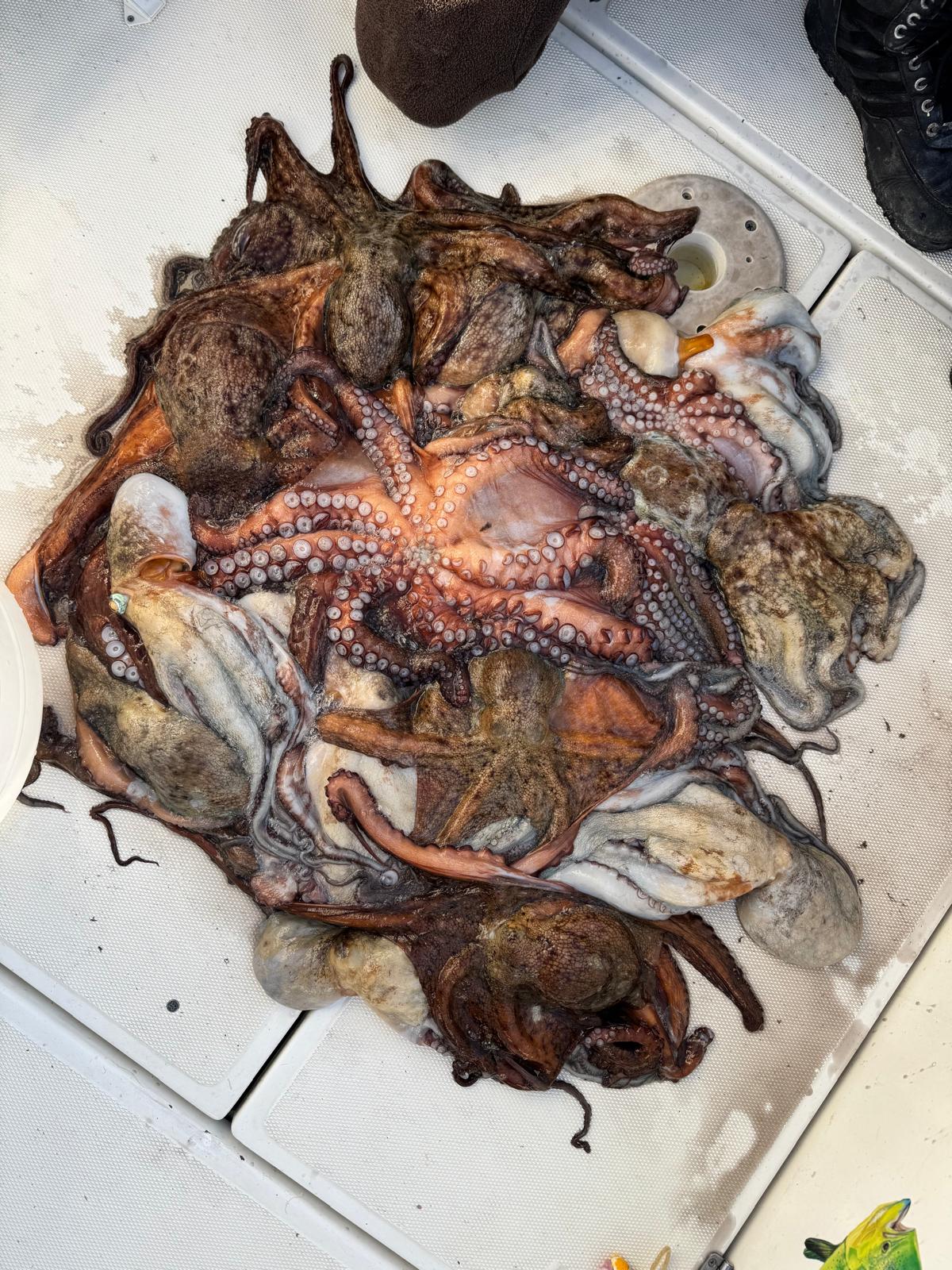 Octopus and Squid Fishing