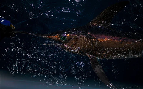 Swordfish Night Fishing