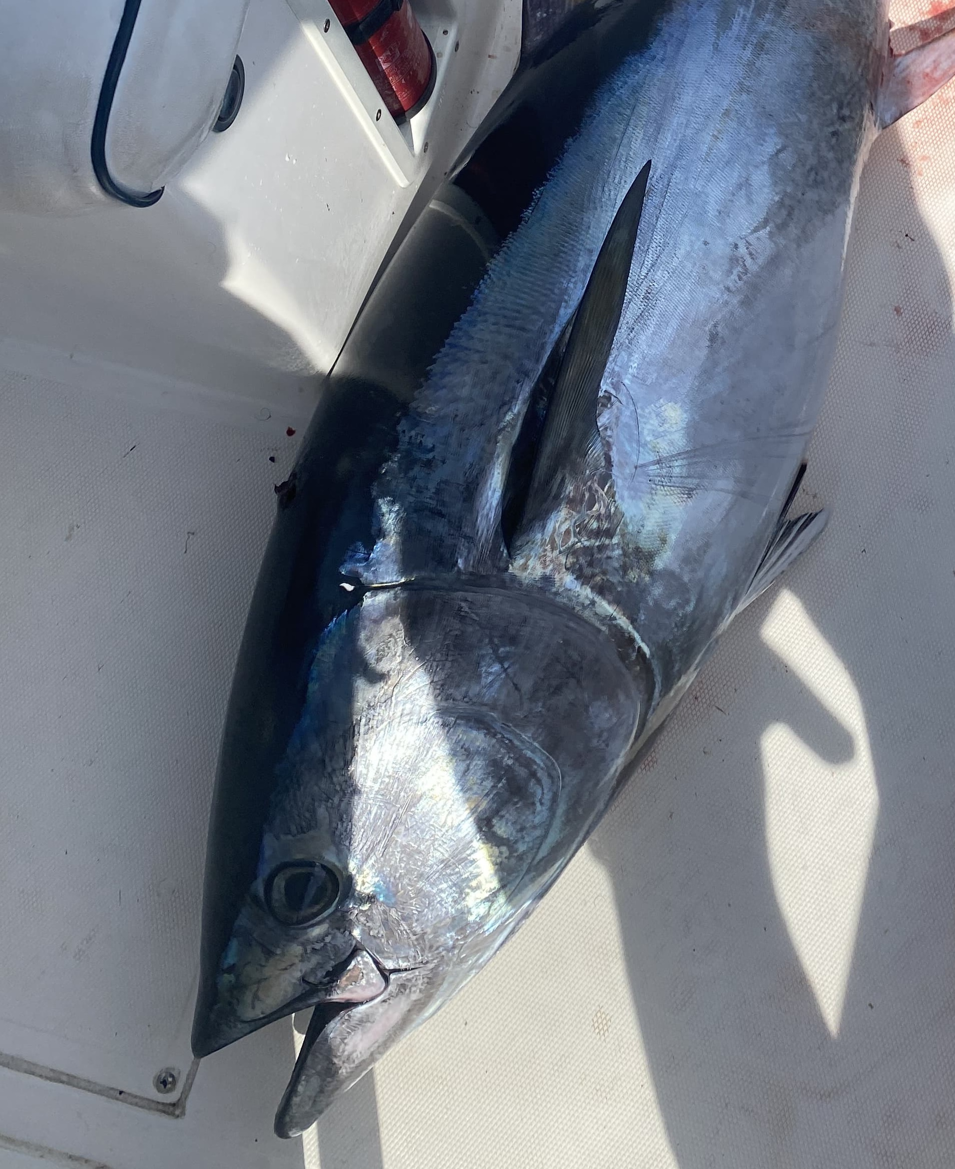 Big Game Drifting Tuna
